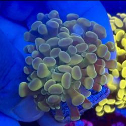 Hammer Display Decor