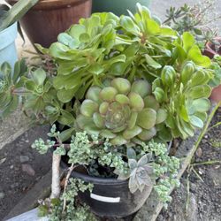 Succulent 