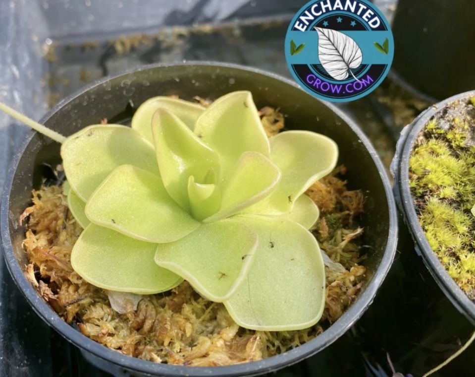 (Carnivorous Plant)2” Potted Butterwort Pinguicula