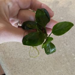 Anubias Nana Petite