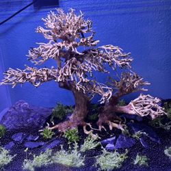 Bonsai Tree Drift Wood (fish Tank)