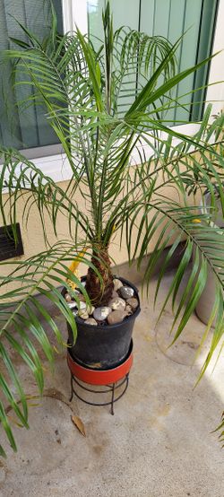 Phoenix Palm Plants