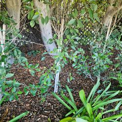 45 ficus trees $5 each
