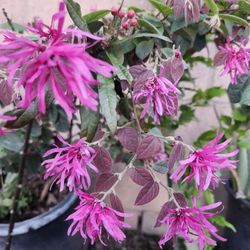 5 Gallon Fringe Flower Tree
