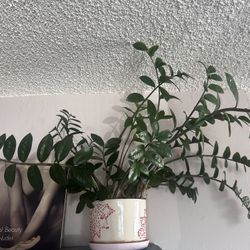 Zz Plant With White Ceramic Pot (Free Saucer)