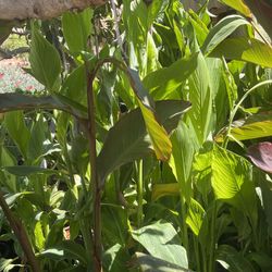 Canna Lily Plants, Yellow, Orange Yellow And Dark Leave Cannas
