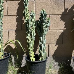 Queen Of The Night Cacti