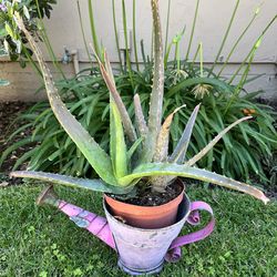Two small aloe vera plants 🪴