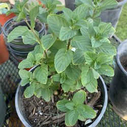 Mint Plant