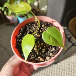 Philodendron Brasil (peach pot-B)