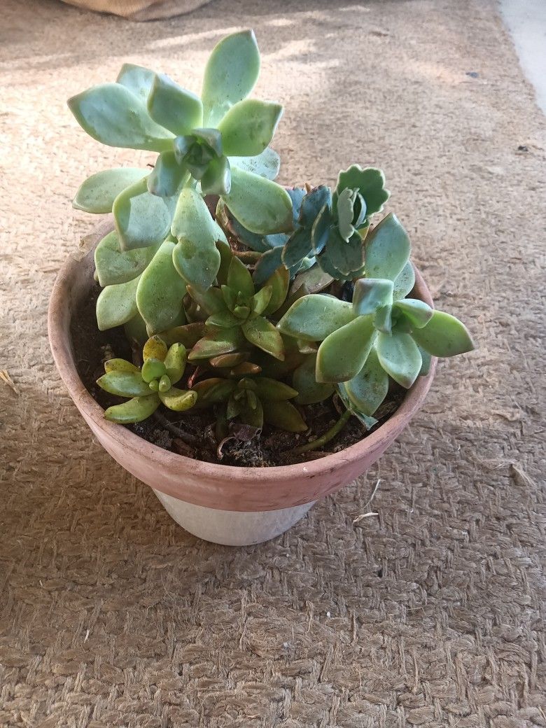 Plants For Sale