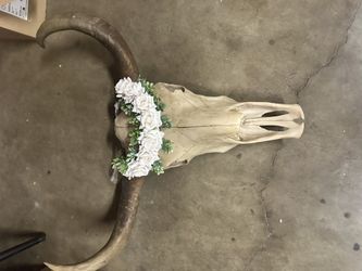 Resin Cow Skull 