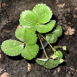Strawberry Plant