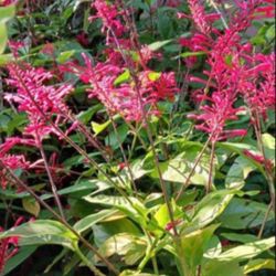 Brazilian fire spike plant for butterflies and hummingbirds landscape playout