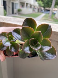 Green yellow succulents