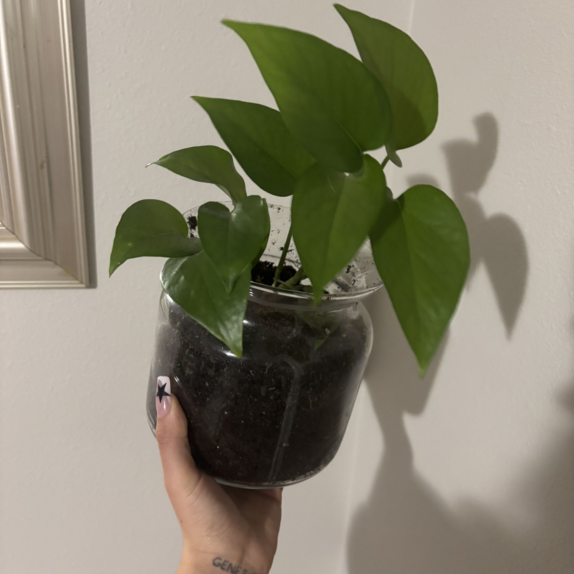 Pothos Plant