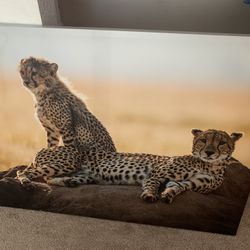 Cheetah  picture 