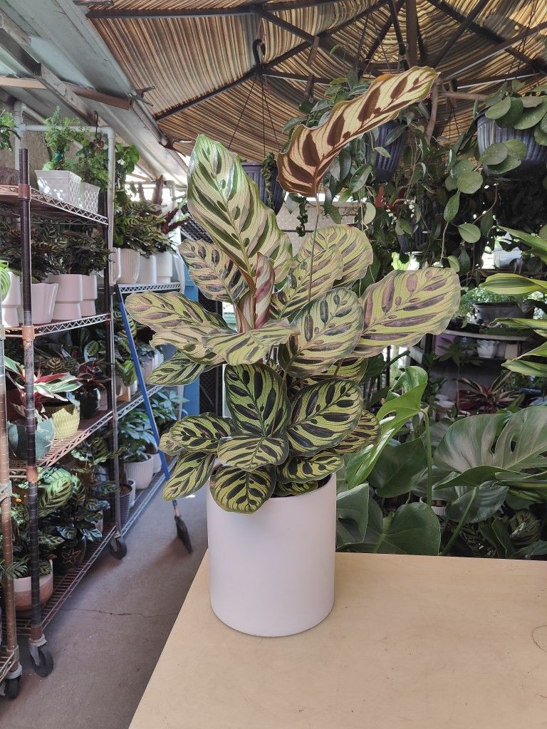 Indoor Plants