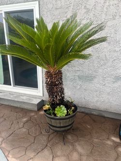 SAGO PALM