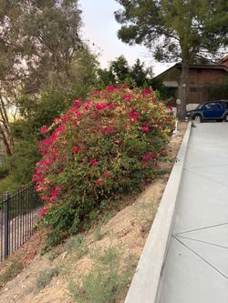 Bougainvillea huge and free