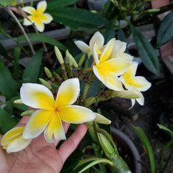 Plumeria