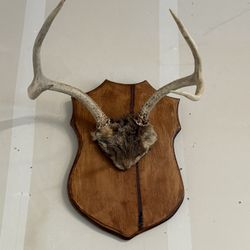 Cuernos De Venado 