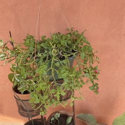 Hanging Plant