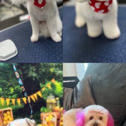 Dog 