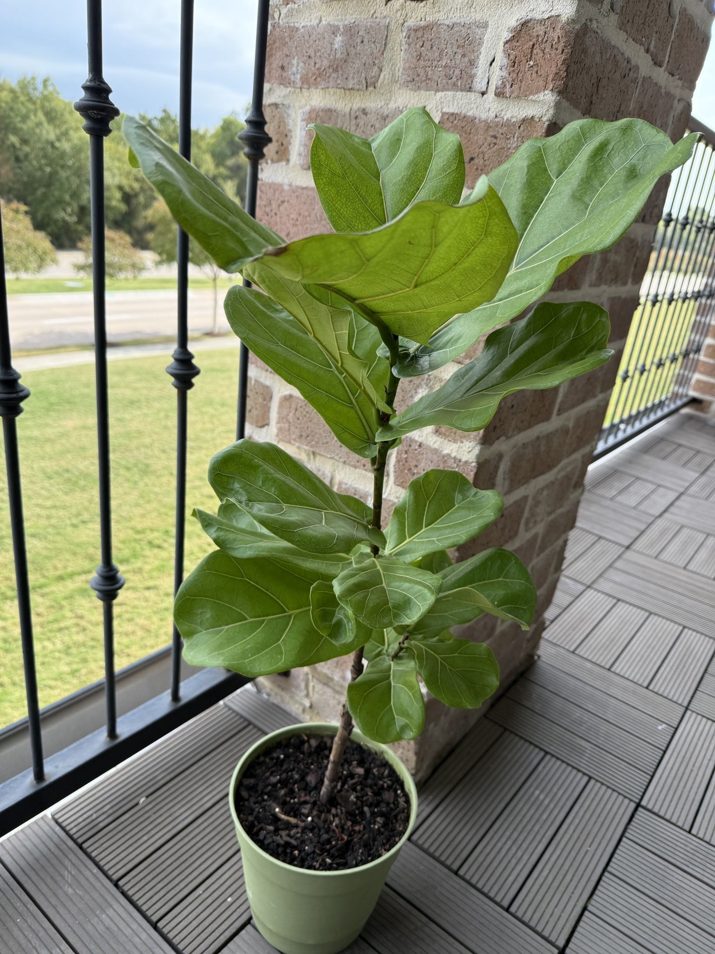 Fiddle Leaf Fig