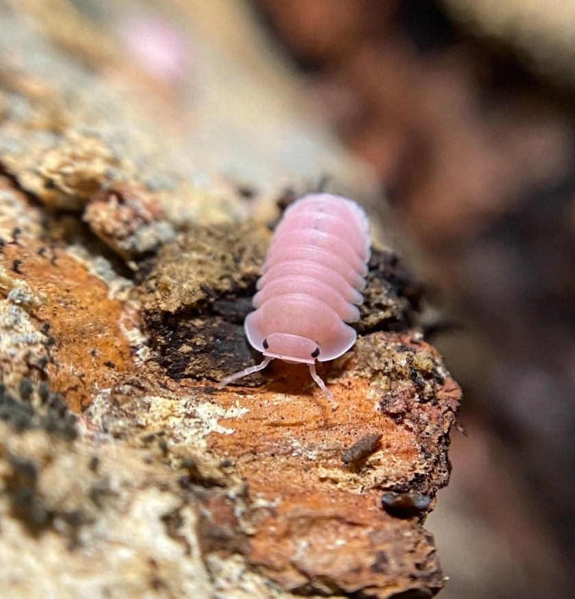 Cubaris sp "cherry blossoms" Isopod