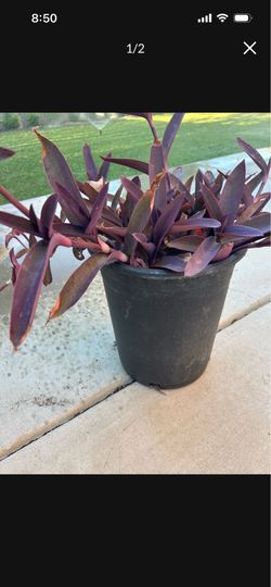 Purple Heart plant (5 gallon)