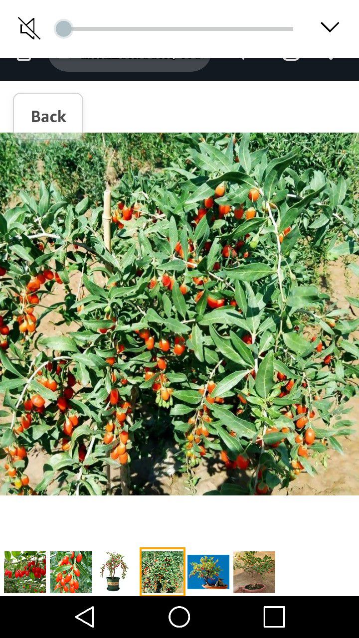 Goji Red Berry Wolfberry 3gallon 4ft Fully Grown Plant