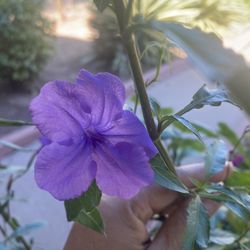Petunias Plants $10