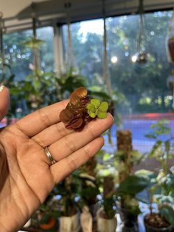 Duckweed FOR SALE