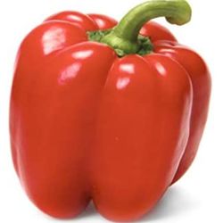 Sweet Bell Pepper Starter Plant Fully Rooted