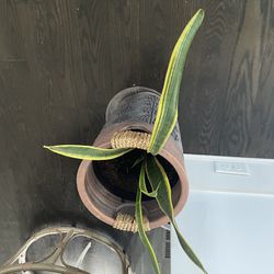 Houseplant For Sale 