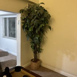 Fake 12ft  Plant