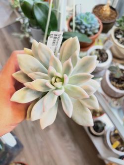 Graptoveria ‘Opalina’ (variegated)