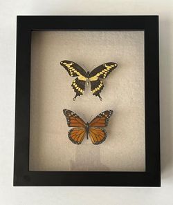 Framed Collection of 2 Butterflies