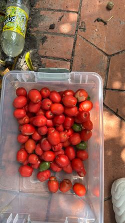 Jocotes, Ciruelas , June Plum 
