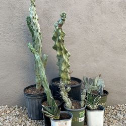 Cactus And Aloe - Various Types
