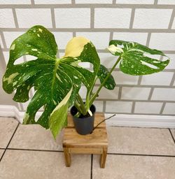 Monstera Thai Constellation