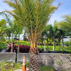 SYLVESTER PALMS 