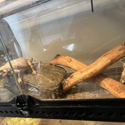 Reptile / Bearded Dragon Tank 
