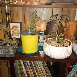 Juniper bonsai trees