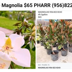 ARBOL DE MAGNOLIA (contact info removed) $65 PHARR