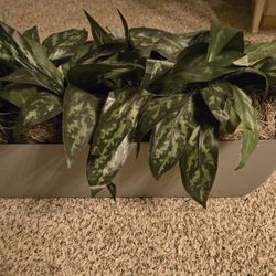 Beautiful Artificial Plants 