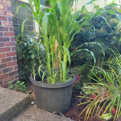 Beautiful Corn Trees 