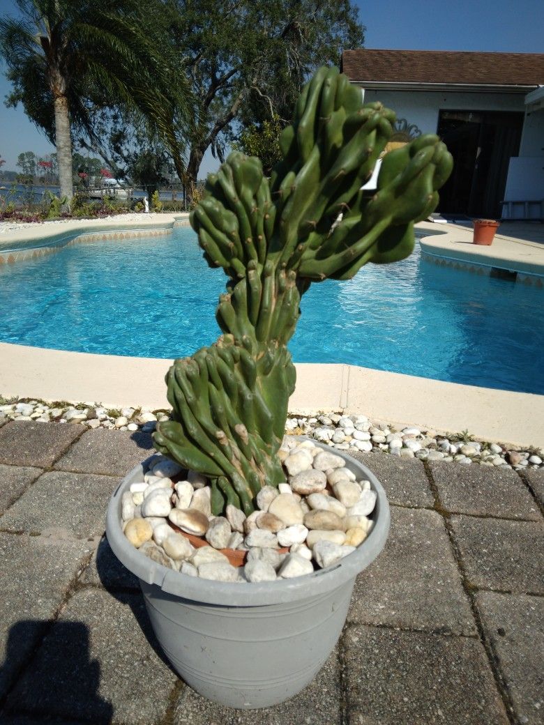 19"×9" Monstrose Peruvian Crested Fan Shape Apple Cactus Cutting $60 - Ship $15