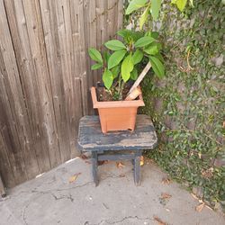 Plant